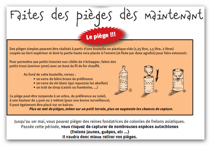 frelons asiatiques frelons asiatiques